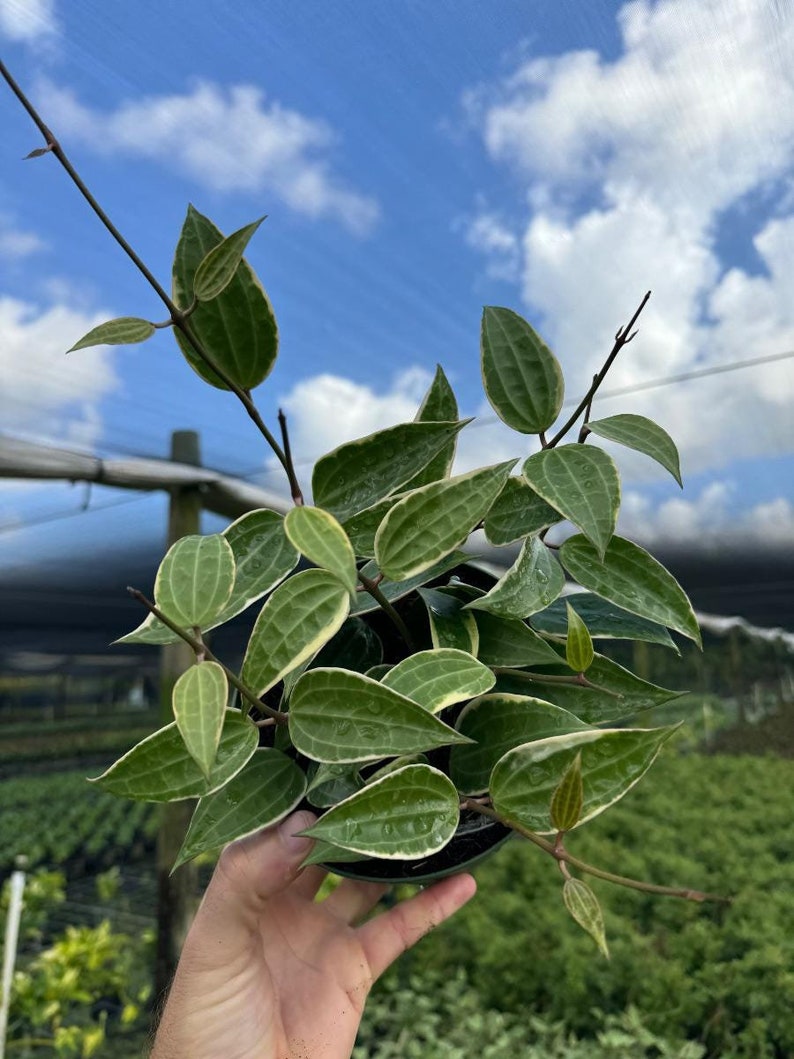 May include: A potted plant with green and white variegated leaves. The plant is a vine and has long stems with small leaves.