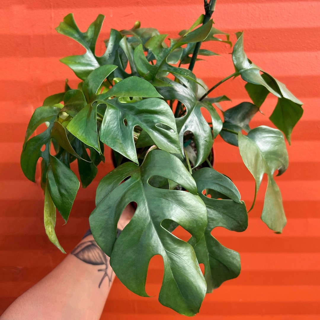 rhaphidophora tetrasperma mini monstera Mini Monstera Ginny Philodendron Rhaphidophora Tetrasperma Starter Pla