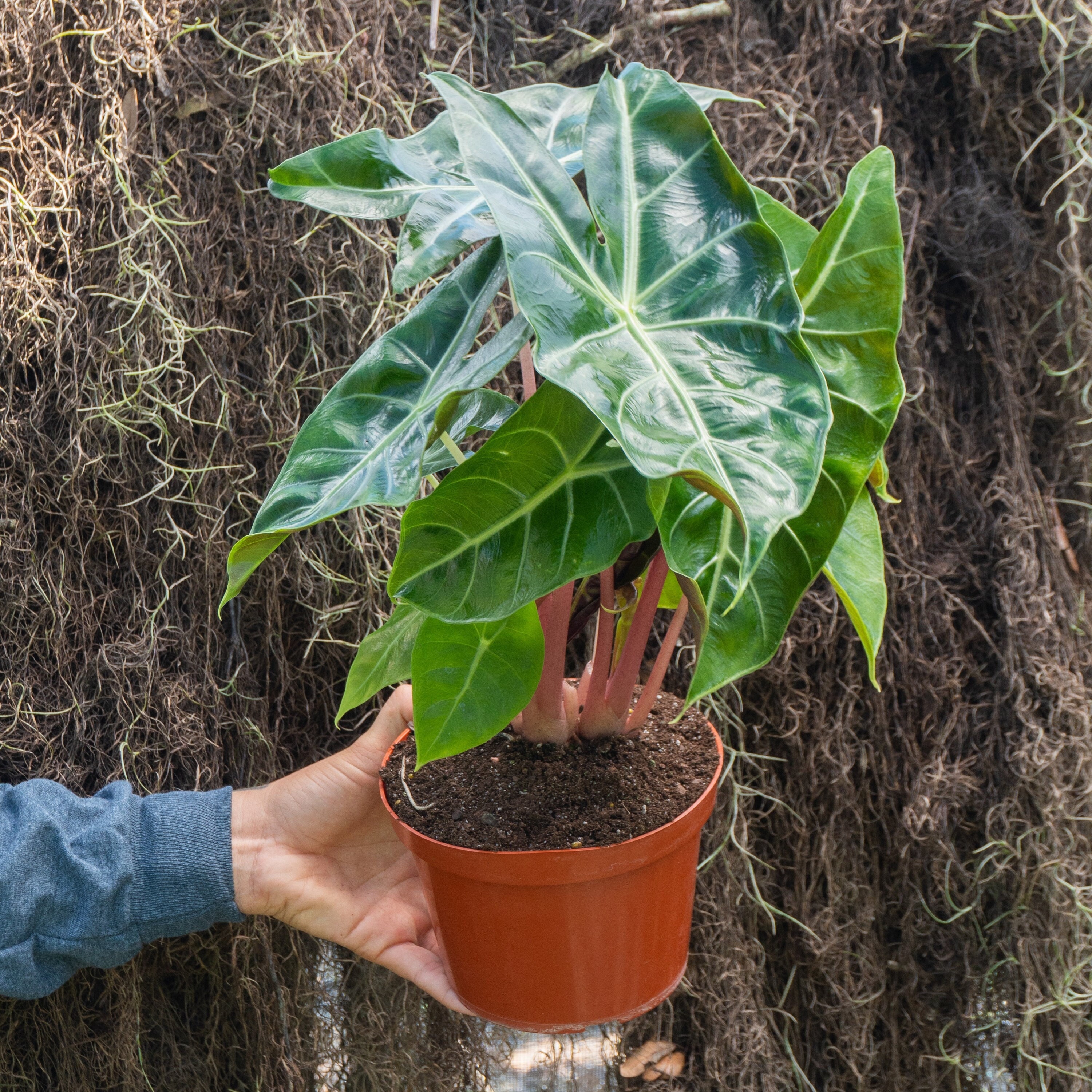 Alocasia Morroco Pink Dragon in 4