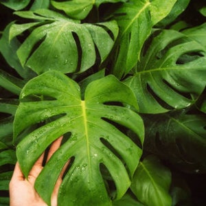 May include: Close-up of a large, green monstera leaf with a hand reaching out to touch it. The leaf has a deep green color and a textured surface.