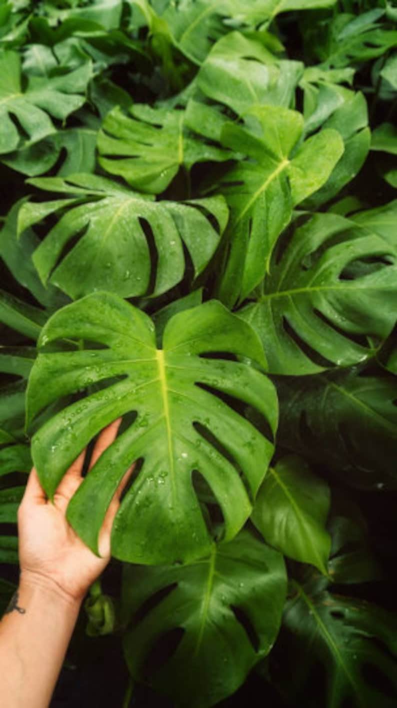 May include: Close-up of a large, green monstera leaf with a hand reaching out to touch it. The leaf has a deep green color and a textured surface.