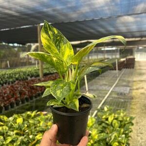 May include: A small potted plant with vibrant green and yellow variegated leaves. The plant is in a black plastic pot, held in a hand. The background shows a greenhouse setting with other plants.