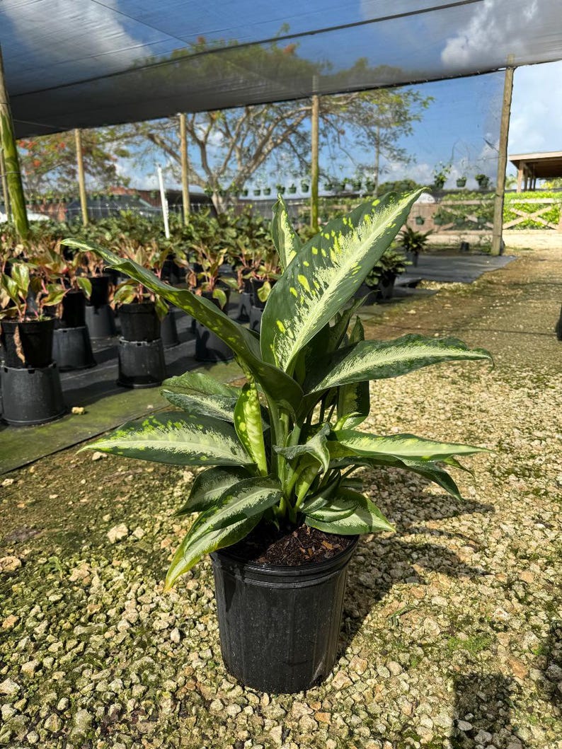 TheOddFrond Dieffenbachia Panther - Thumbnail 2