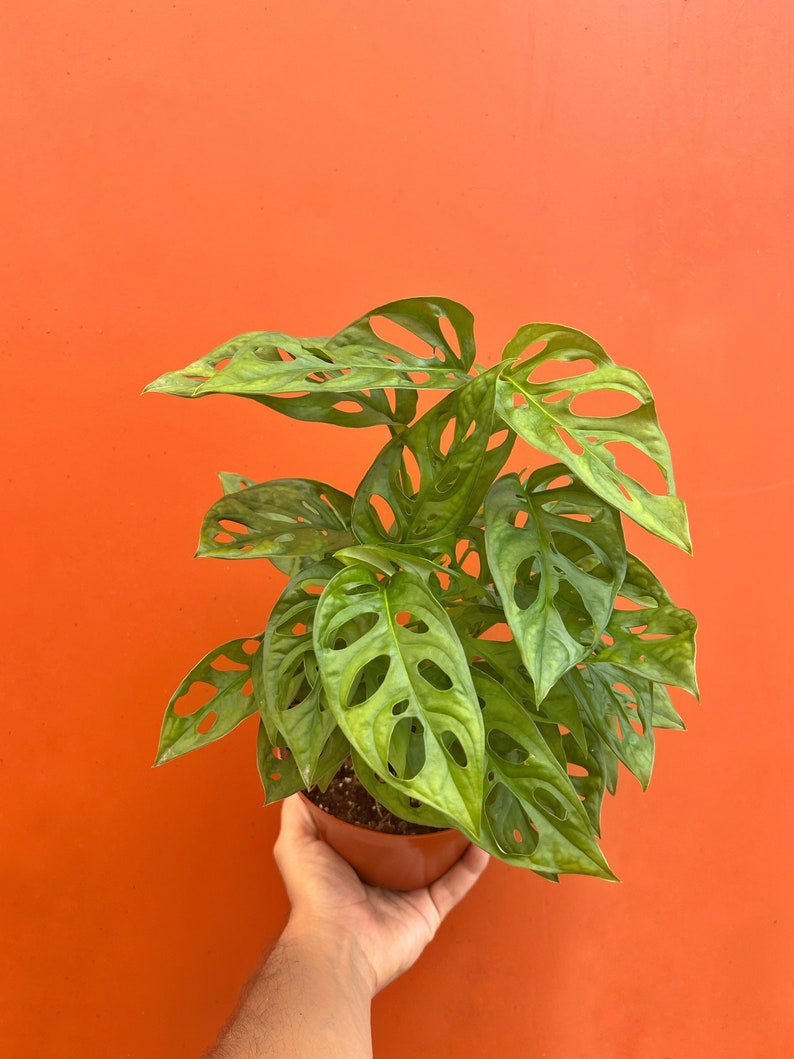 MONSTERA ADANSONII in 6 Inch Pot Swiss Cheese Plant Etsy