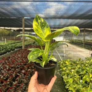 May include: A potted houseplant with vibrant green and yellow variegated leaves. The plant is in a small black plastic pot, held by a hand. The background shows rows of other plants in a greenhouse setting.