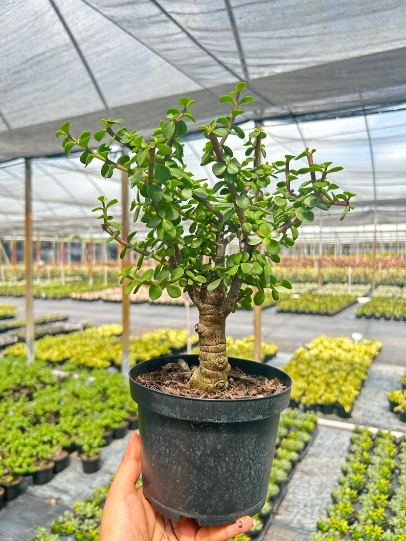 TheOddFrond Jade Portulacaria - Thumbnail 3