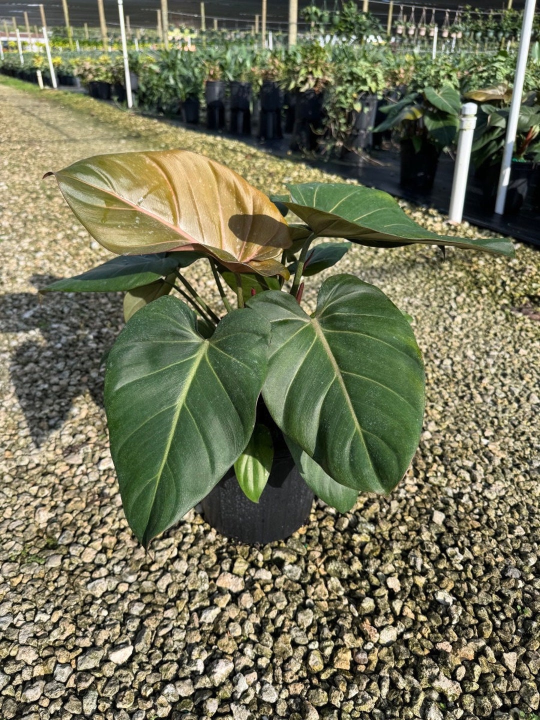 Summer Glory Philodendron | Gloriosum | Live Tropical