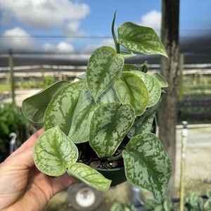 May include: A potted Scindapsus pictus plant, also known as Satin Pothos, with heart-shaped leaves. The leaves are a vibrant green with silver variegation. The plant is in a small green pot, held by a person. The background shows a greenhouse setting.
