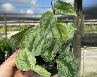 Silver Satin Pothos | Scindapsus Pictus Exotica | Live House plant | Devils Ivy Vine | Rooted in 4" or 6" Pot | Easy Indoor Plant