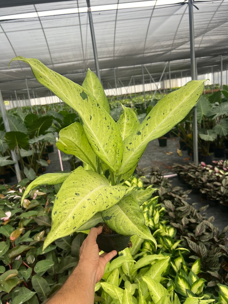 TheOddFrond Dieffenbachia - Thumbnail 5