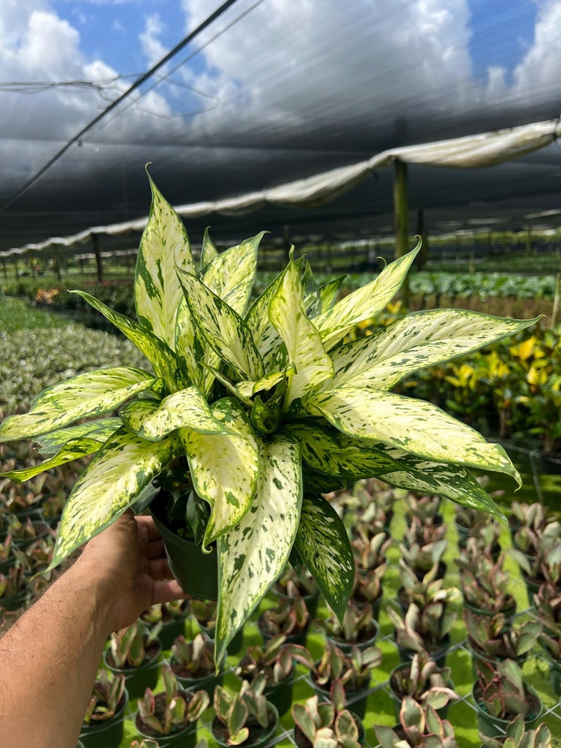 TheOddFrond Dieffenbachia Star Bright - Thumbnail 4