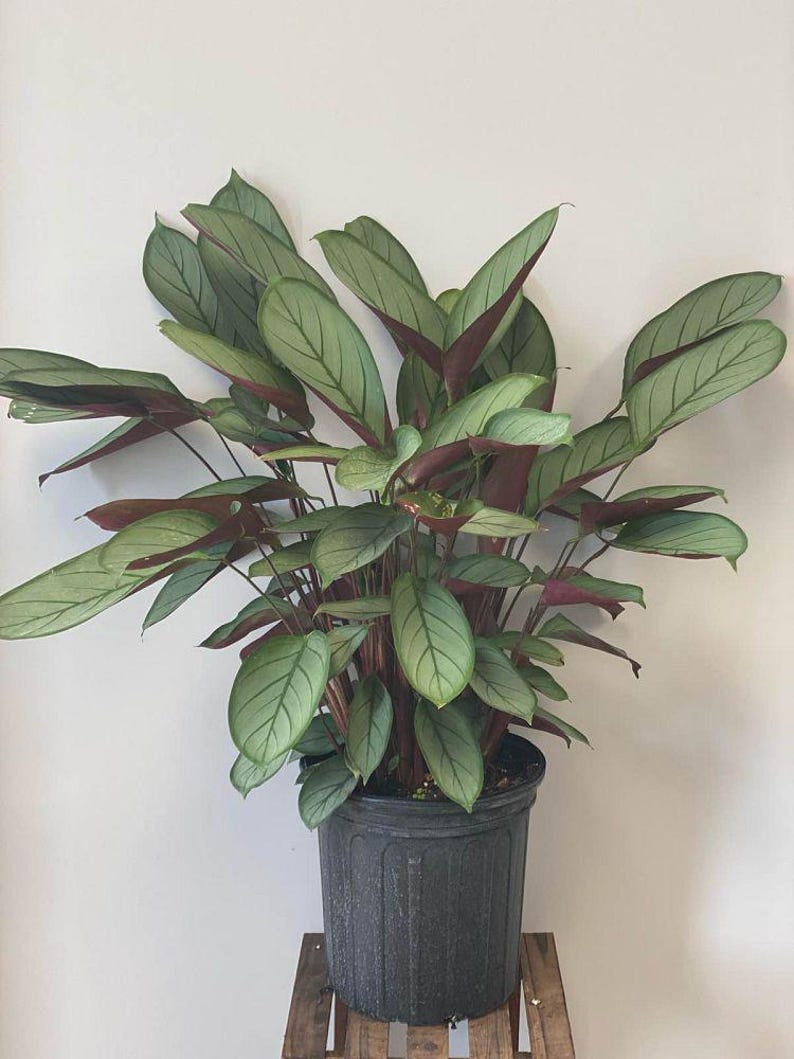 TheOddFrond Calathea Setosa Prayer Plant - Thumbnail 2