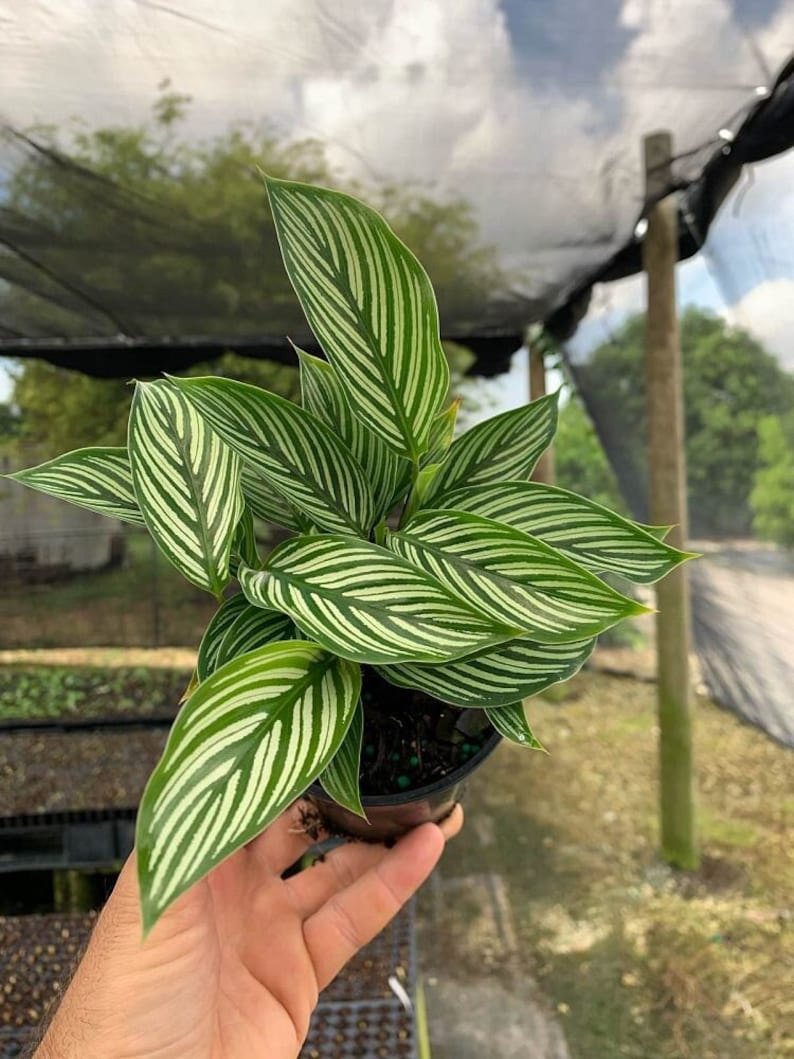 TheOddFrond Calathea Vittata Prayer Plant