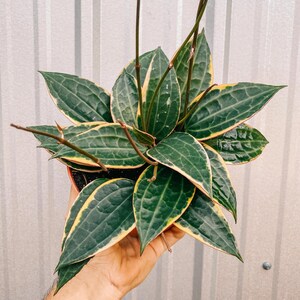 May include: A green and yellow variegated houseplant with long, thin stems and large, pointed leaves. The plant is potted in a brown pot and is being held by a person's hand.