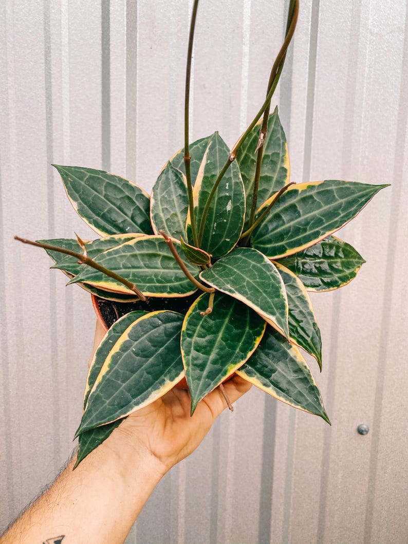 May include: A green and yellow variegated houseplant with long, thin stems and large, pointed leaves. The plant is potted in a brown pot and is being held by a person's hand.