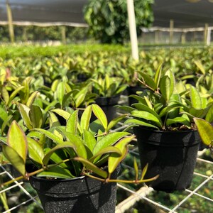 Hoya Rosita | Live Indoor & Outdoor Tropical House Wax plant | Vining, Climbing and Trellis | Home and Office | Easy Care in 4" Pot image 8