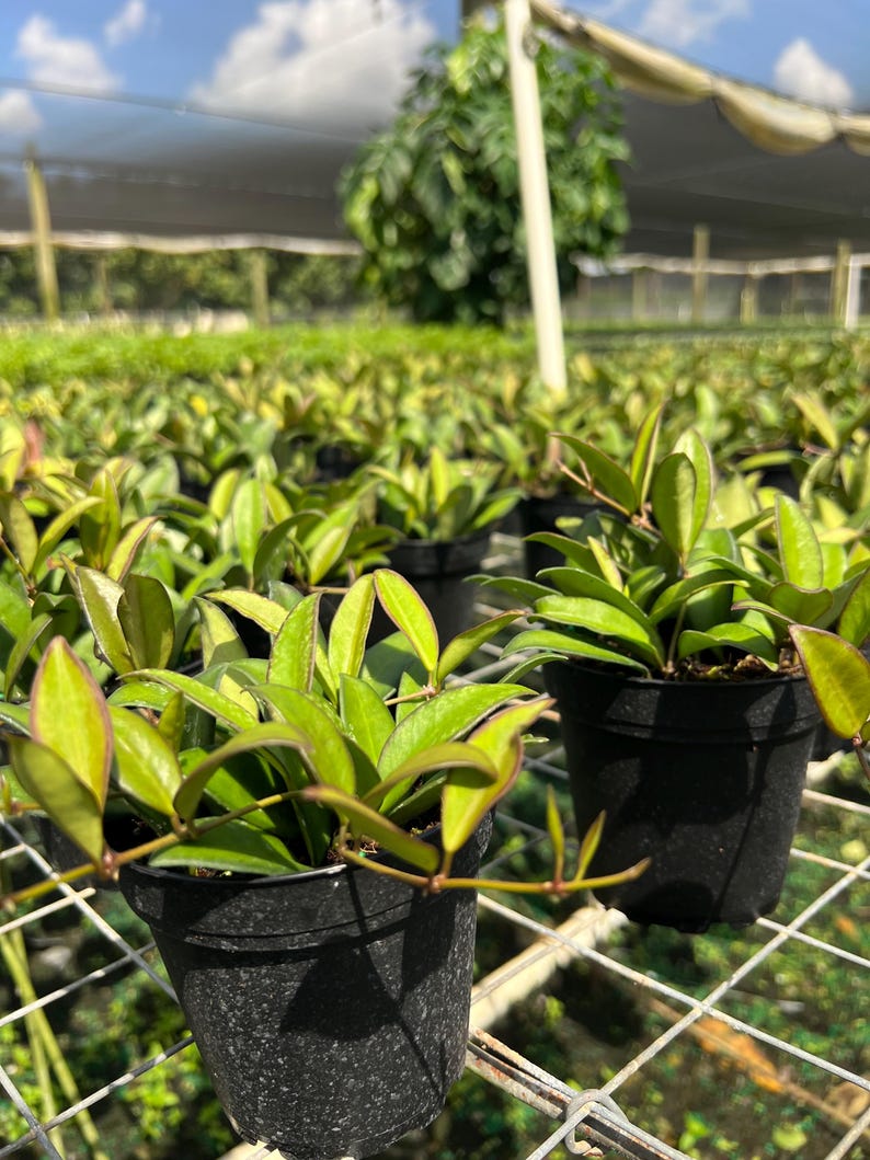 Hoya Rosita | Live Indoor & Outdoor Tropical House Wax plant | Vining, Climbing and Trellis | Home and Office | Easy Care in 4" Pot image 8
