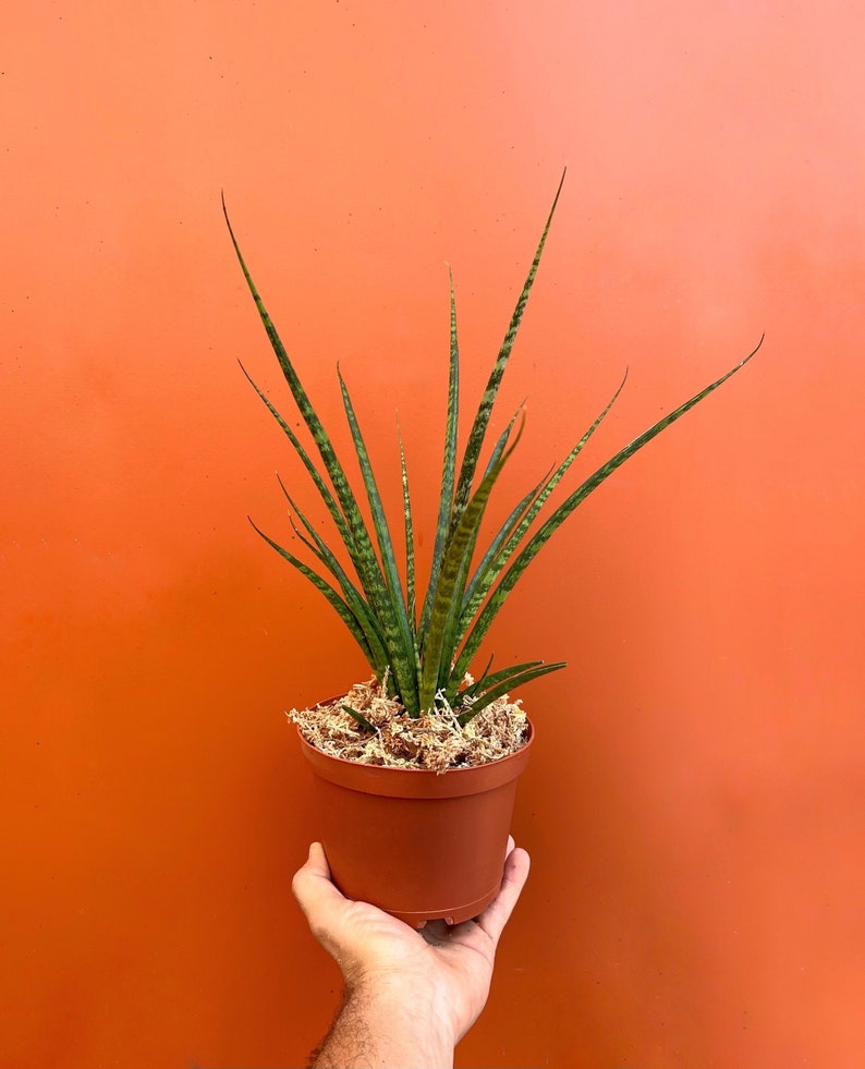 TheOddFrond Fernwood Mikado Snake Plant