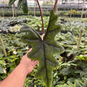 Alocasia Jacklyn Elephant Ears in 4” and  6" inch Pot | Indoor & Outdoor Live Tropical House plant | Rooted Easy Care Starter Plant