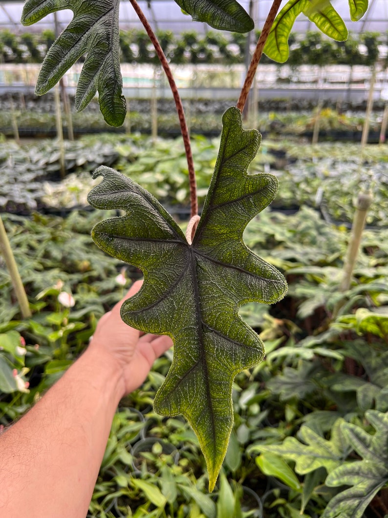 Alocasia Jacklyn Elephant Ears in 4” and  6" inch Pot | Indoor & Outdoor Live Tropical House plant | Rooted Easy Care Starter Plant