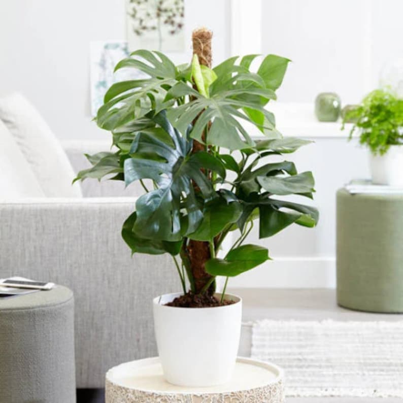May include: A large green Monstera plant with large leaves growing up a moss pole in a white pot. The plant is sitting on a wooden table in a living room setting.