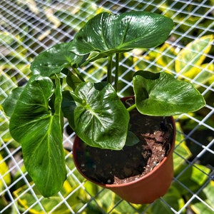 May include: A potted plant with large, glossy, green leaves. The plant is in a small, brown plastic pot filled with soil. The background includes a white grid and other green plants.