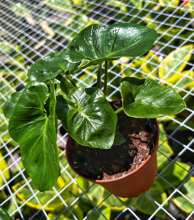 May include: A potted plant with large, glossy, green leaves. The plant is in a small, brown plastic pot filled with soil. The background includes a white grid and other green plants.