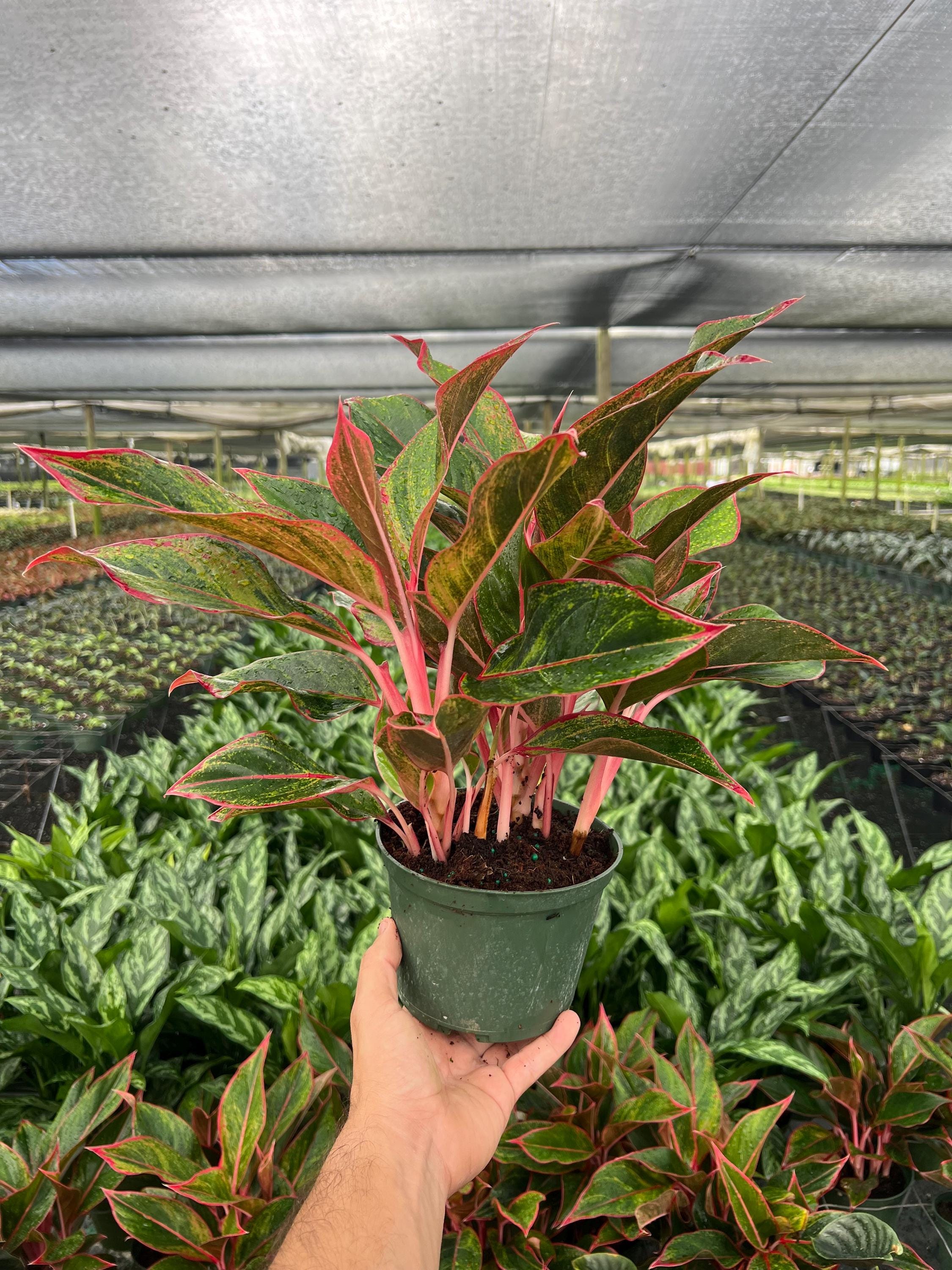 green dracaena plant Dracaena Fragrans Green