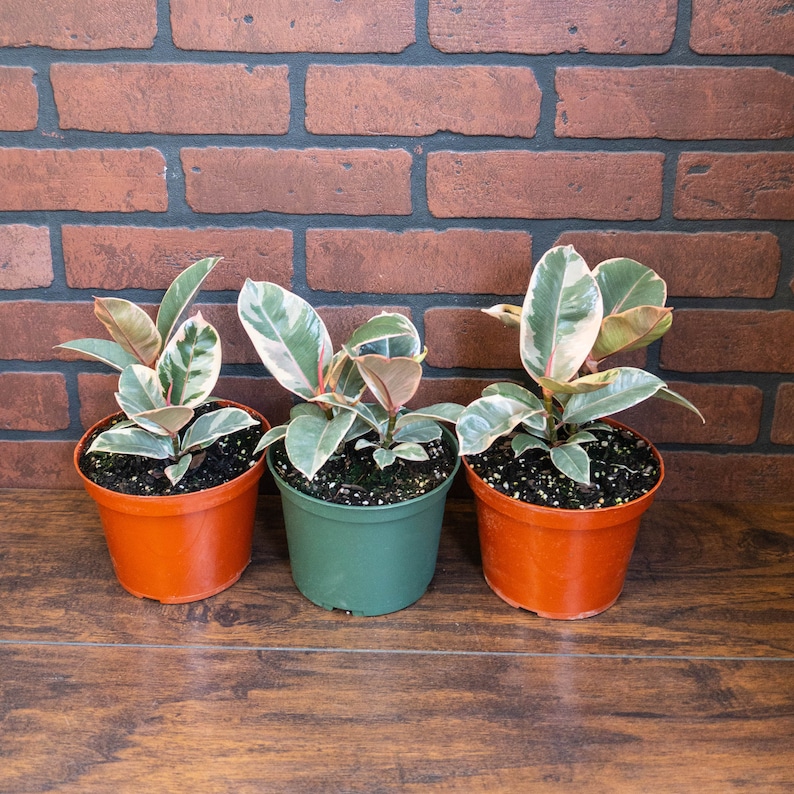 TheOddFrond Tineke Rubber Tree Plant - Thumbnail 2