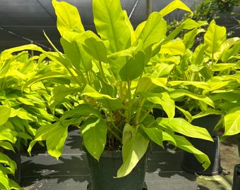 plants with licorice flavored seeds nyt Anise Hyssop, Licorice Mint Seeds (Agastache foeniculum) 500 Seeds (0.   Smoke Camp Crafts