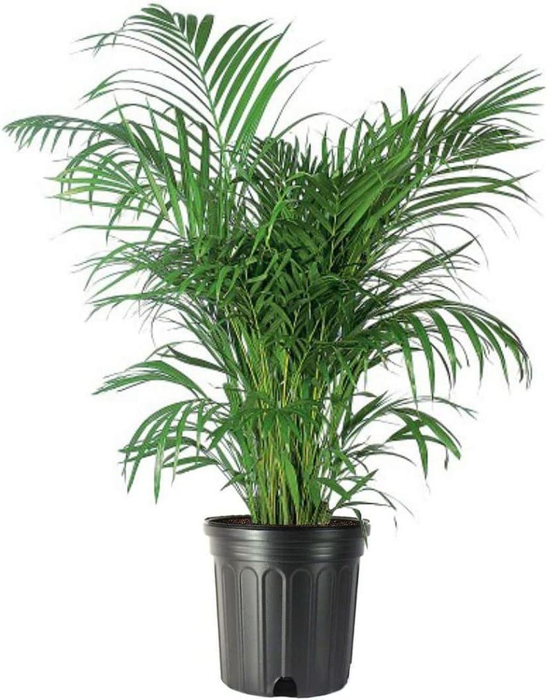 TheOddFrond Parlor Palm - Thumbnail 2