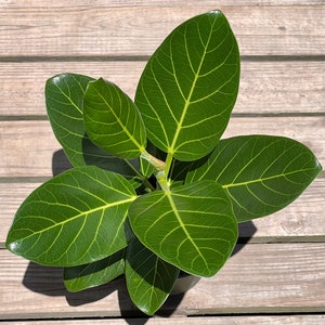 May include: A close-up of a green houseplant with large, dark green leaves. The leaves have a prominent vein pattern and are arranged in a radial pattern around the stem.
