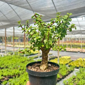 K&ouml;nnte beinhalten: Eine kleine, in einen schwarzen Topf gepflanzte Jade-Pflanze, die von einer Hand gehalten wird. Die Pflanze hat leuchtend gr&uuml;ne Bl&auml;tter und r&ouml;tliche Stiele. Der Hintergrund zeigt ein Gew&auml;chshaus mit Reihen anderer Pflanzen.