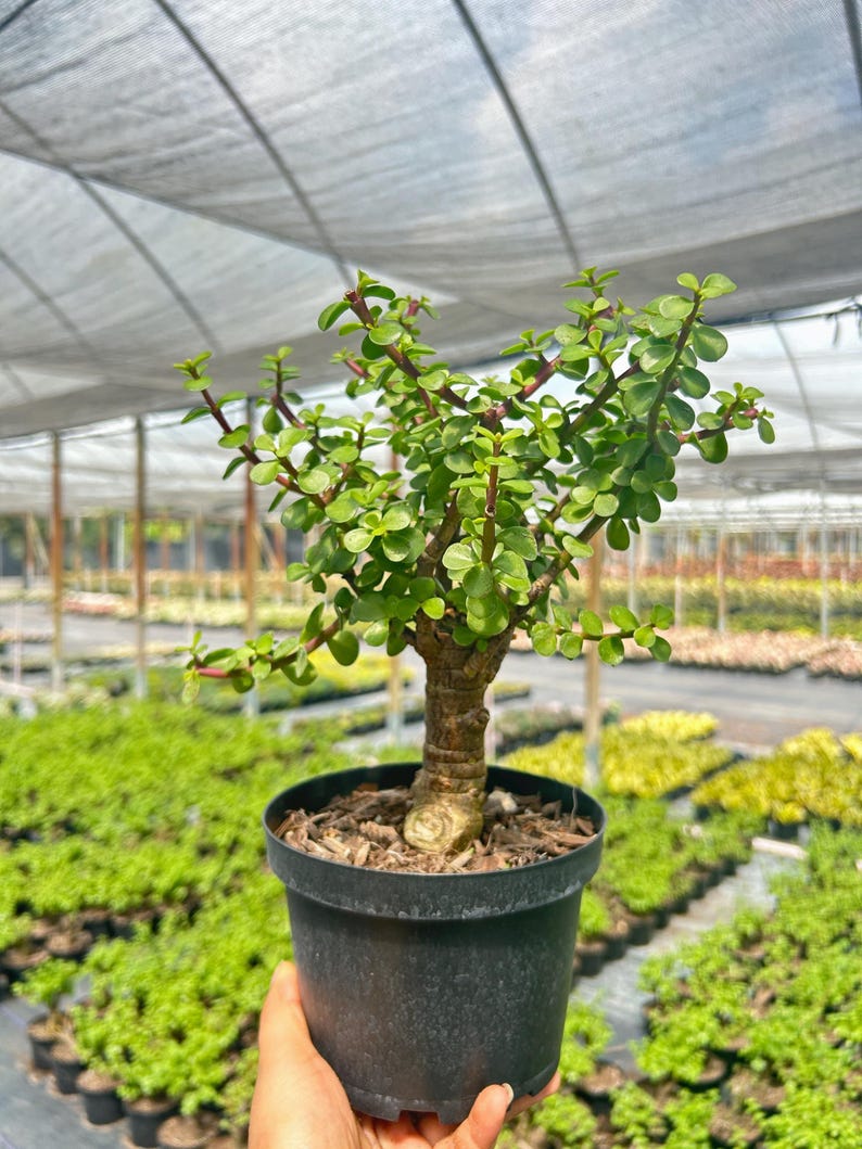 K&ouml;nnte beinhalten: Eine kleine, in einen schwarzen Topf gepflanzte Jade-Pflanze, die von einer Hand gehalten wird. Die Pflanze hat leuchtend gr&uuml;ne Bl&auml;tter und r&ouml;tliche Stiele. Der Hintergrund zeigt ein Gew&auml;chshaus mit Reihen anderer Pflanzen.