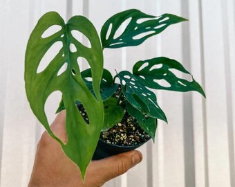 Monstera Esqueleto | True Epipremnoides Skeleton Swiss Cheese