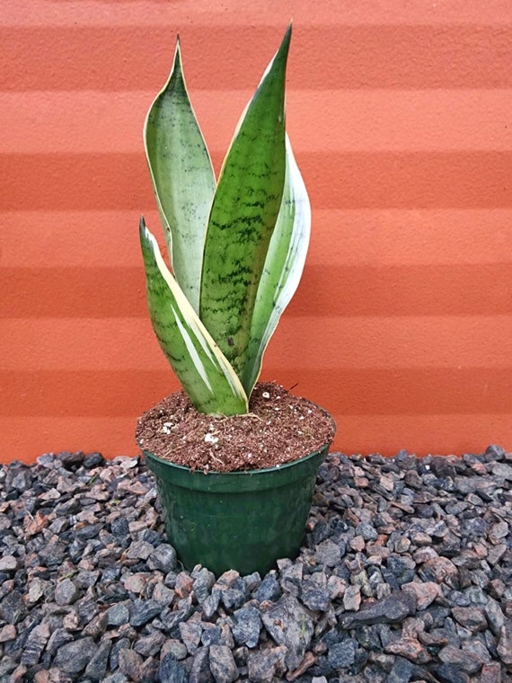 SNAKE PLANT Sansevieria Snow White With 4 or 6 Inch Pot