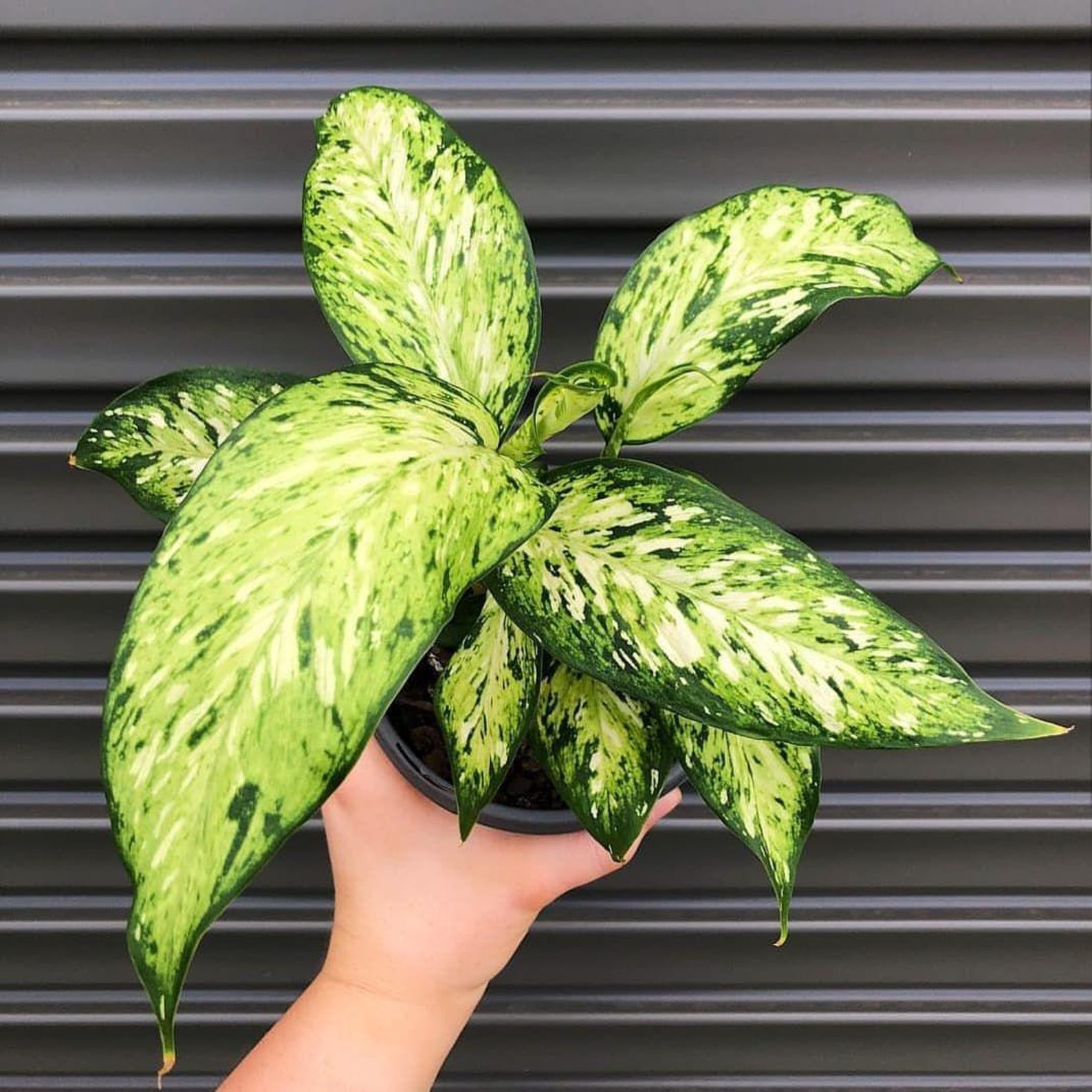 Dieffenbachia Star Bright