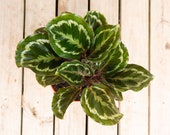 Calathea Medallion with 6 inch Pot Indoor Outdoor Live Tropical House plant Rooted Easy Care Starter Plant