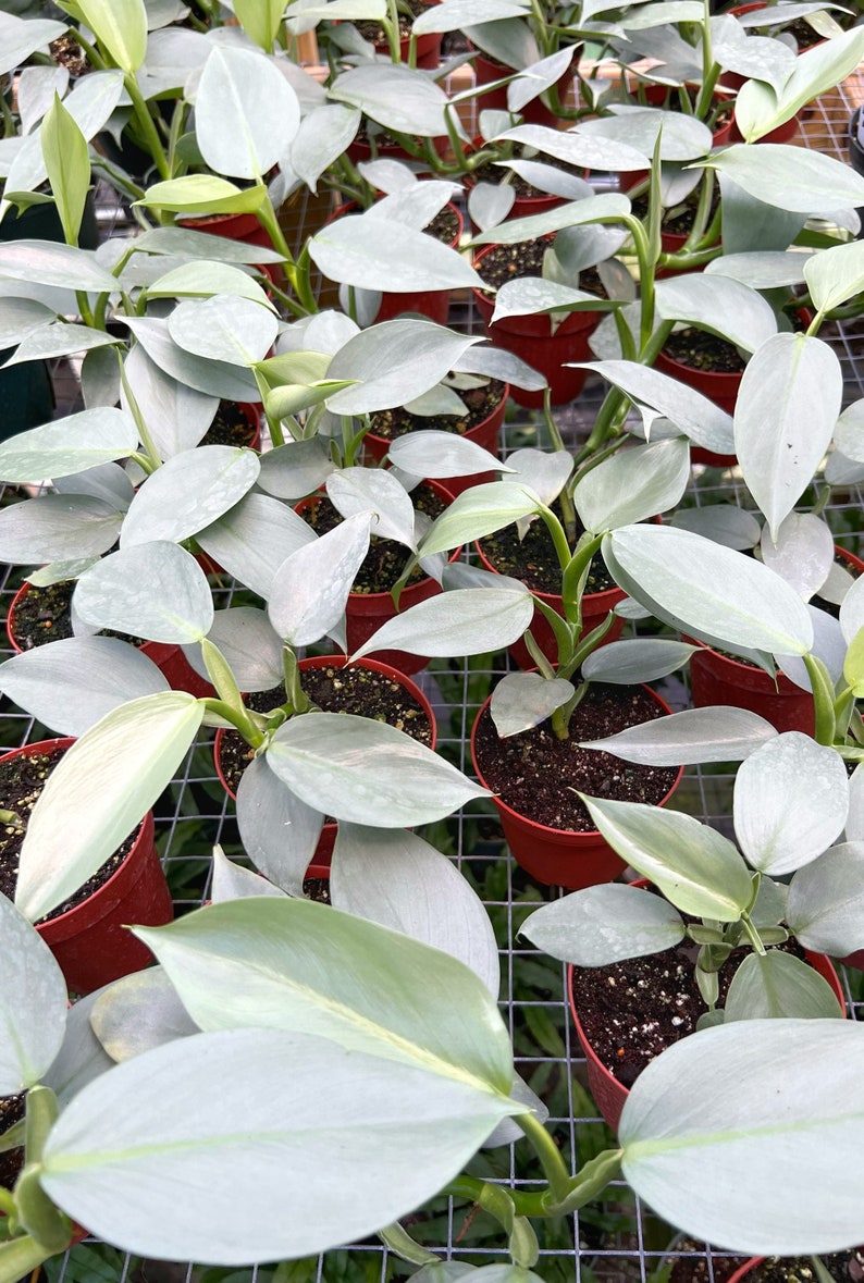 TheOddFrond Silver Sword Philodendron