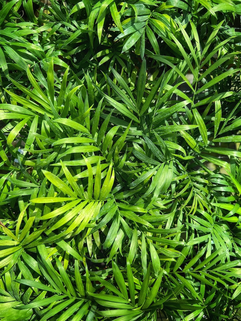 TheOddFrond Parlor Palm - Thumbnail 5