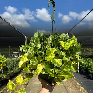 Hawaiian Pothos in 4", 6”, 8" HB | Live Devils Ivy Vine | Well Rooted | Easy Indoor Plant | House Plant | Air Purifying Plant image 11