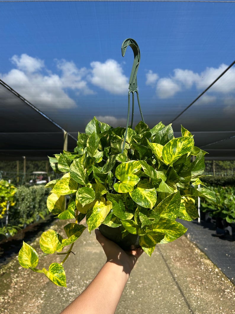 Hawaiian Pothos in 4", 6”, 8" HB | Live Devils Ivy Vine | Well Rooted | Easy Indoor Plant | House Plant | Air Purifying Plant image 11