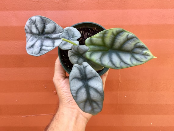 Alocasia baginda 'Silver Dragon'