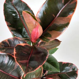 Ficus Ruby Bush in Large 8