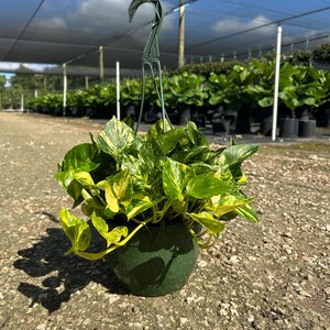 Hawaiian Pothos in 4", 6”, 8" HB | Live Devils Ivy Vine | Well Rooted | Easy Indoor Plant | House Plant | Air Purifying Plant image 17