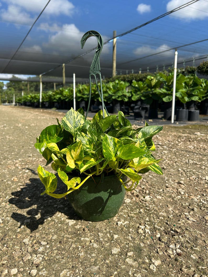 Hawaiian Pothos in 4", 6”, 8" HB | Live Devils Ivy Vine | Well Rooted | Easy Indoor Plant | House Plant | Air Purifying Plant image 17