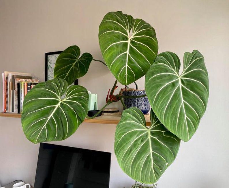 TheOddFrond Philodendron Gloriosum - Thumbnail 4