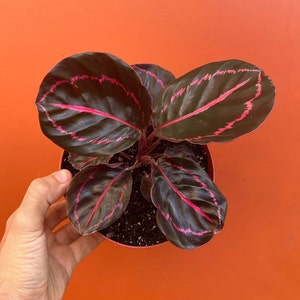 Pu&ograve; includere: Una pianta da interno con foglie verde scuro con venature rosa. La pianta &egrave; in un vaso di terracotta.