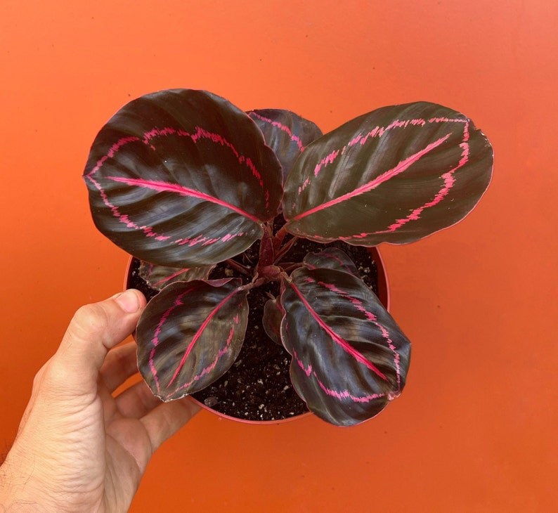 Pu&ograve; includere: Una pianta da interno con foglie verde scuro con venature rosa. La pianta &egrave; in un vaso di terracotta.