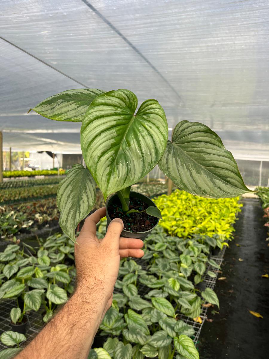 Philodendron Mamei Silver Cloud | Indoor & Outdoor Live Tropical House  Plant | Home and Office Decor | Easy Care Plant in 4" and 6" Pot - Etsy  Hong Kong
